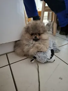 Pomeranian - Akim