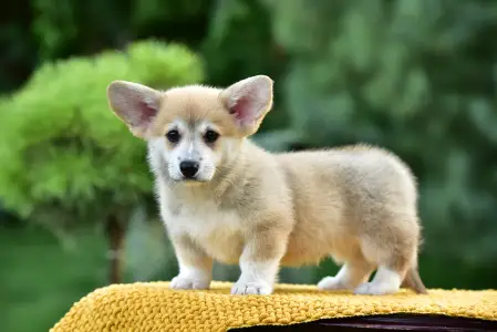 Corgi galez Pembroke - Gingers Heritage Golden Spirit Of Crete