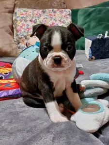 Boston Terrier - Jessica