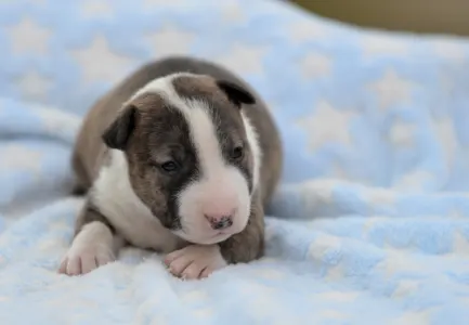 Miniature Bullterrier - Nolan