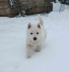 Siberian Husky - Jade Of Polar Moonlights