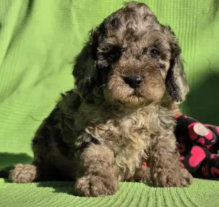 Cavapoo - Monk