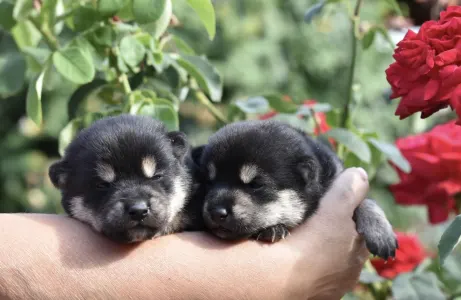 Shiba - Bravados Jimonjiro