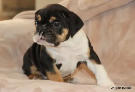 Buldog angielski - Dax 