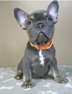 Buldog francuski - Liza