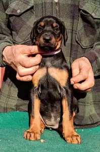 Доберман - Izodora 