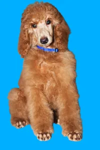 Óriás uszkár - Julius Ceasar