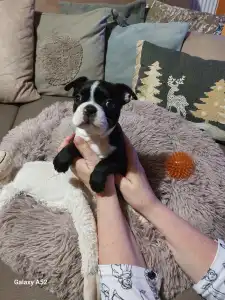 Boston Terrier - Táncos ( Dancer )