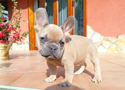 Französische Bulldogge - Lilli