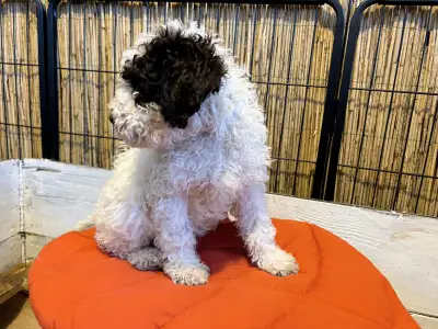 Lagotto Romagnolo - Gruffi Gummi