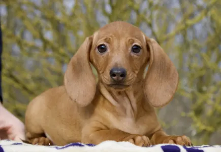 Dackel - Hug Me Strongly Mr.pongo