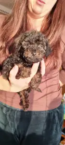 Poodle Toy - Teddy