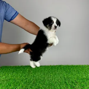 Australian Shepherd - Ventor