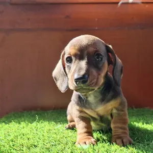 Dachshund - Olaf