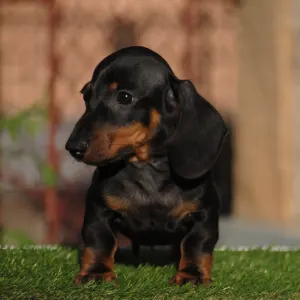 Dachshund - Oliver