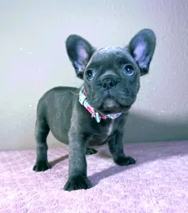 French Bulldog - Brad