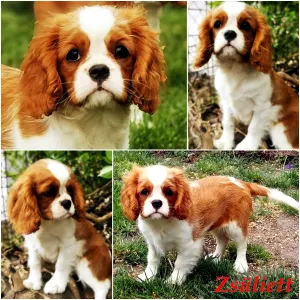 Cavalier king Charles spaniel - Zsüliett