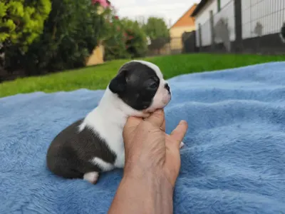 Boston Terrier - Gréty