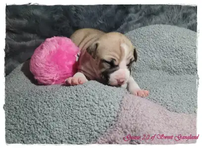 American Staffordshire Terrier - Grace Of Sweet Gangland