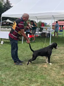 Dachshund - Sósrét-Menti