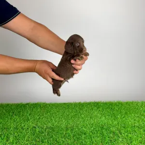 Dachshund - Guba