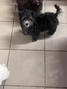 Coton de Tulear - Leila