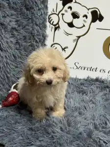 Maltipoo - Bézi