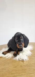 Dachshund - Ares The Shadow