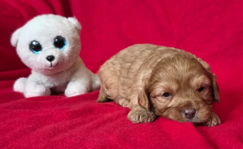 Cavapoo - Vic