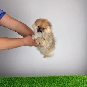 Szpic miniaturowy - Wenka