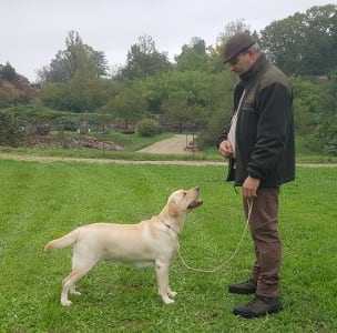 Labrador Retriever - Pearl Of Danube