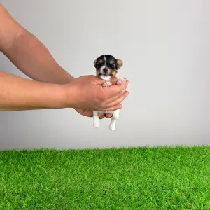 Biewer Terrier - Rinty