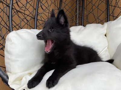 Chien de Berger Belge - Gerőcsvári Black Diamond Hetty