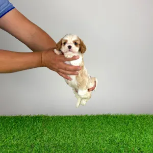 Cavalier King Charles Spaniel - Noen