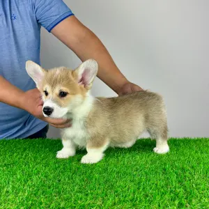 Welsh Corgi Pembroke - Ryky