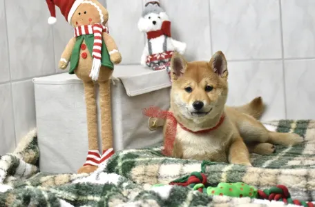 Shiba - Bravados Benji