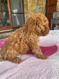 Poodle Miniature - Bodza