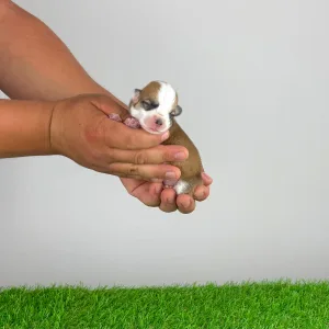 Welsh Corgi Pembroke - Clea
