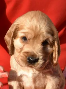 Cocker spaniel angielski - Elvis From Work & Show