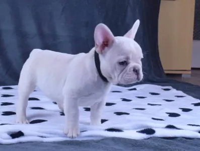 French Bulldog - Emma