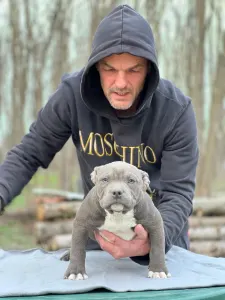 American Bully - Pocket - Blueline