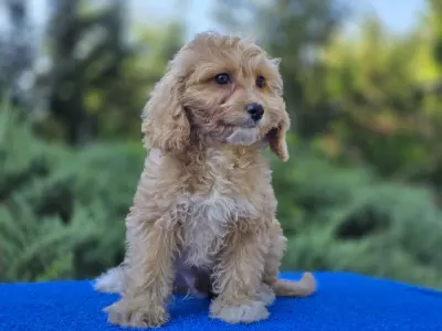 Cavapoo - Miles