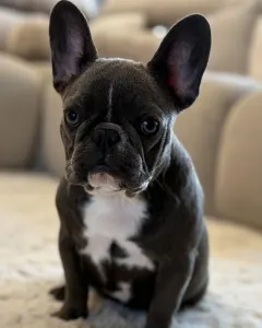 French Bulldog - Alinda