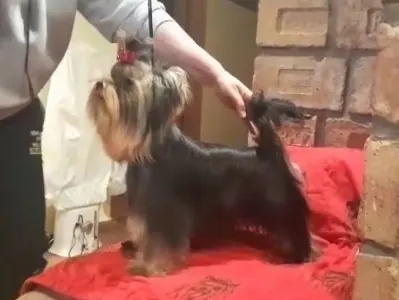 Yorkshire Terrier - Shining Armor (just Show And Breeding)