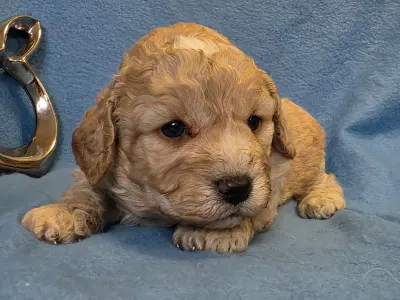 Cavapoo - Matteo