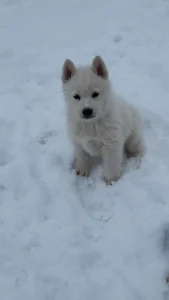 Siberian Husky - Nefrit Of Polar Moonlights