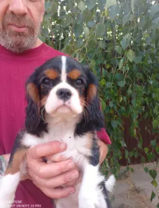 Cavalier King Charles Spaniel - Ariel