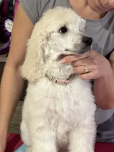 Óriás uszkár - Giant Miracle Extazy Diamond Tiara