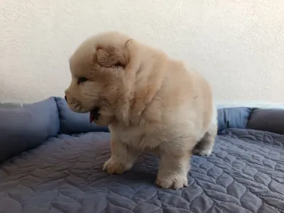 Chow Chow - La Casa De Chow Gaston 