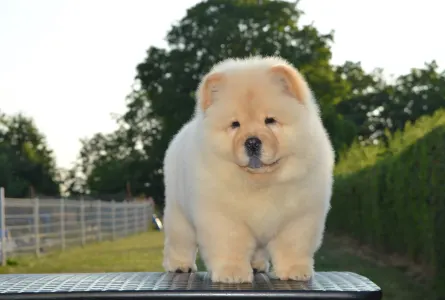 Chow Chow - Balcsi Hyper-super